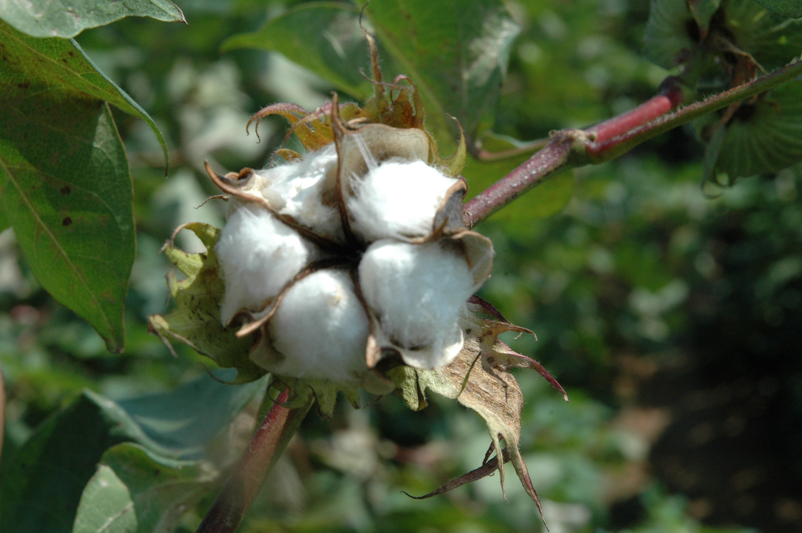 An opening cotton boll