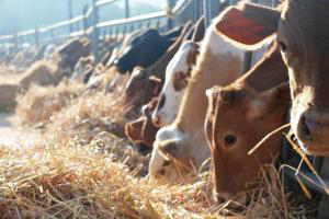 M. Cassab expands cattle feed business