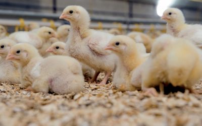 Antibacterial effect of MCFAs in broilers. Photo: Noba