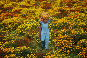 Marigold is an important flower in Indian Hindu tradition. This country together with China is now the main supplier of natural yellow pigments.