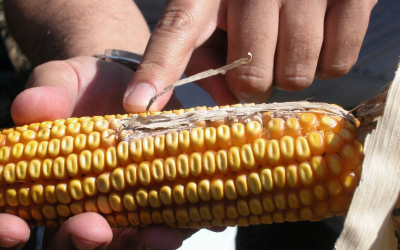 2016 maize harvest added to Aflatoxin B1 profile