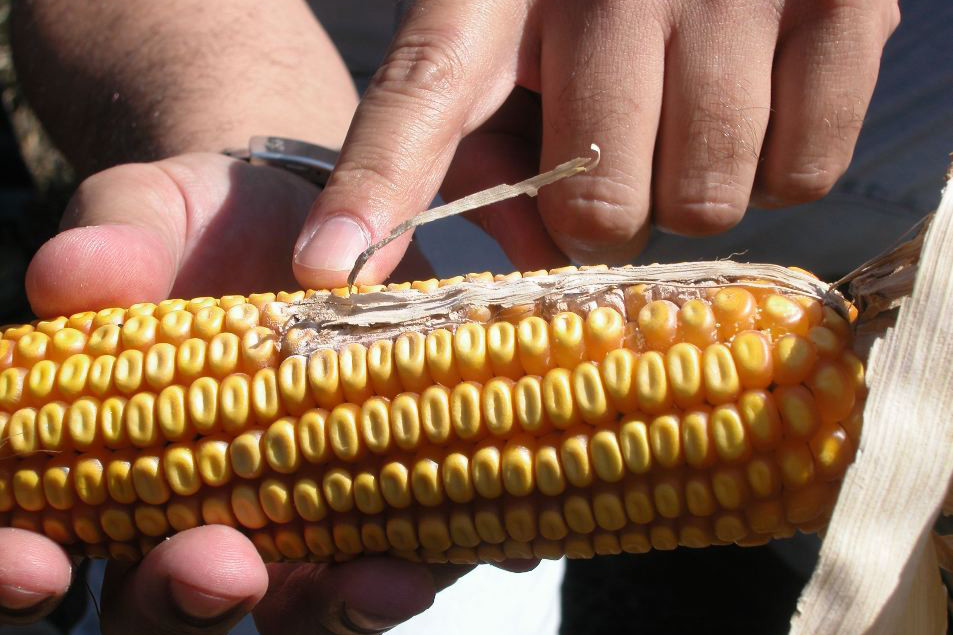 2016 maize harvest added to Aflatoxin B1 profile
