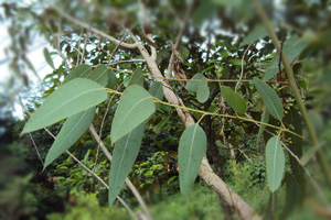 Effects of eucalyptus on nutrient digestibility