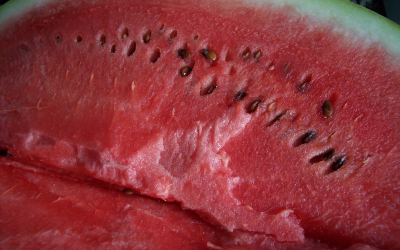 Vietnemese farmers feed their cattle watermelon