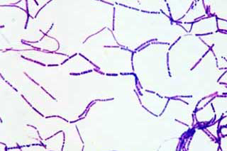 Bacillus subtilis