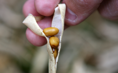 Using legumes in animal feed