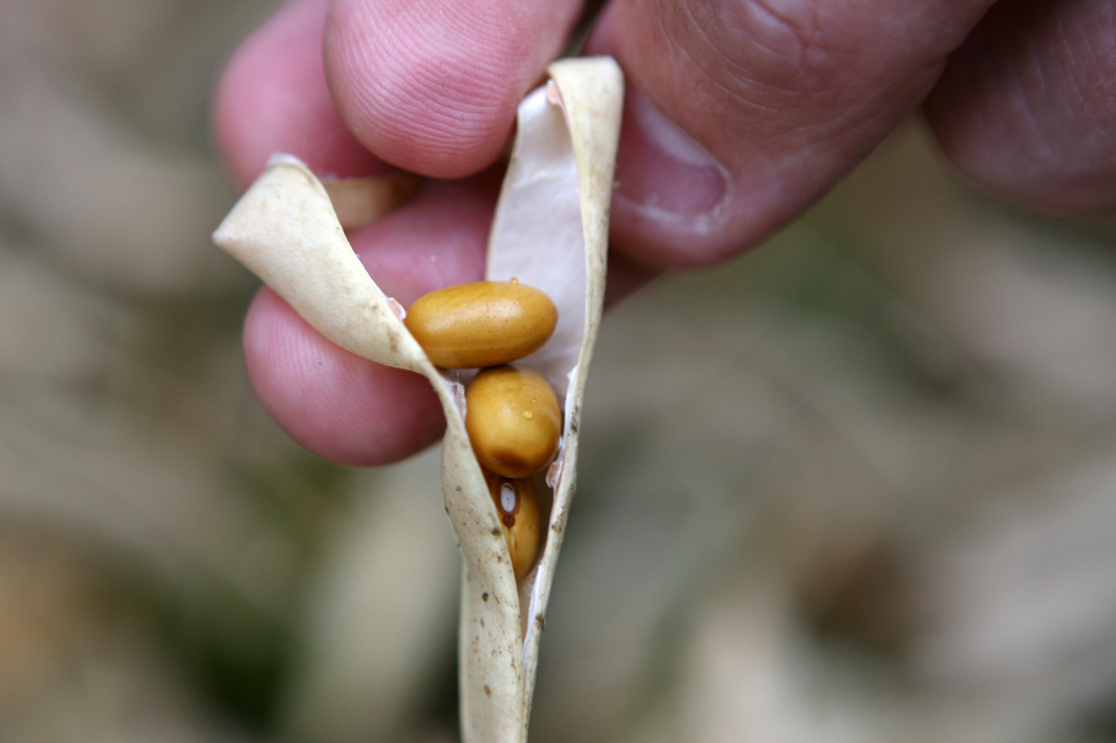 Using legumes in animal feed