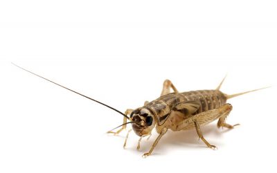Insect association AFFIA selects committee. Photo: Shutterstock