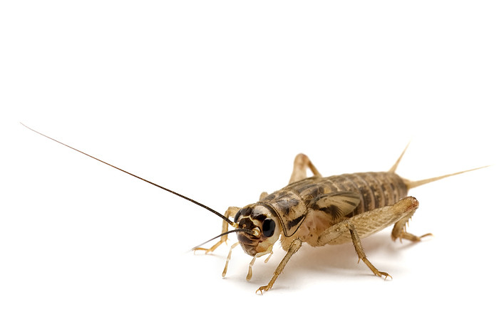 Insect association AFFIA selects committee. Photo: Shutterstock