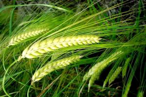 Ukraine increasing export of feed crops