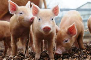 Round feeding dish good for piglets