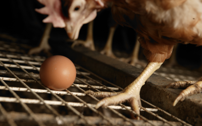 Misleading promotion of soy-free fed hens