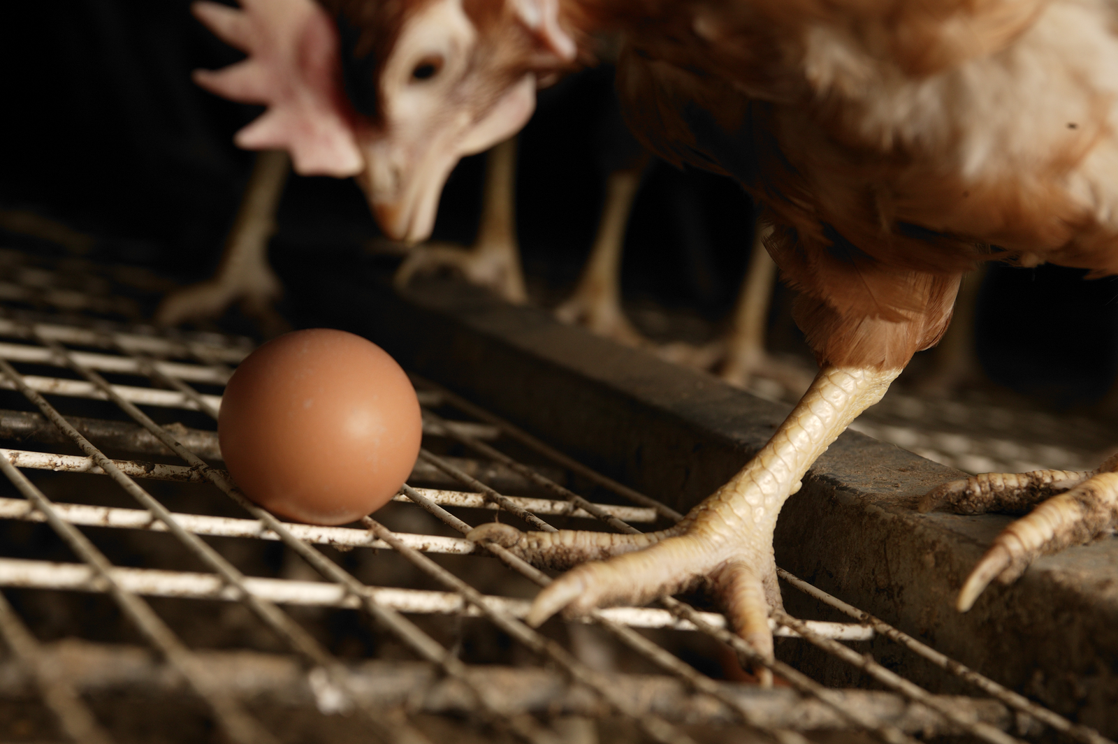 Misleading promotion of soy-free fed hens