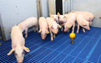 It is necessary to reduce antimicrobials in swine production without compromising health and performance. Photo: Henk Riswick