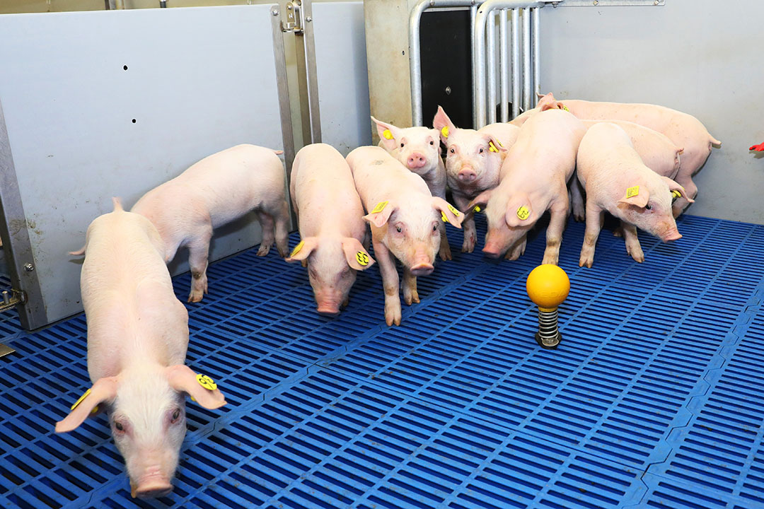 It is necessary to reduce antimicrobials in swine production without compromising health and performance. Photo: Henk Riswick