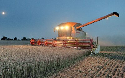 The fall in the stocks-to-use ratio for grain is mainly because the world consumes a lot of corn. Photo: AFP