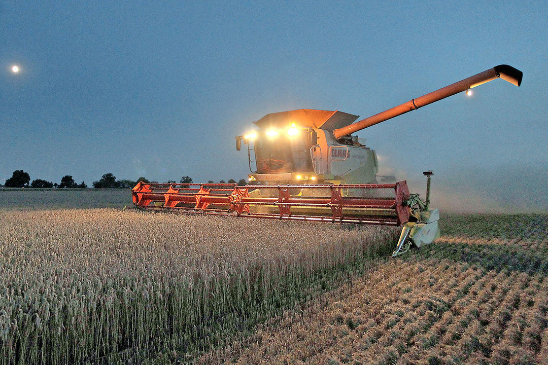 The fall in the stocks-to-use ratio for grain is mainly because the world consumes a lot of corn. Photo: AFP