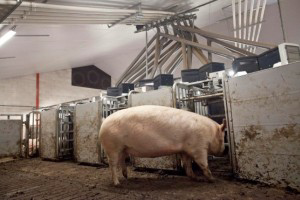 Schothorst Feed Research and Topigs join in research