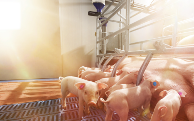 Nedap introduces new farrowing feeding system