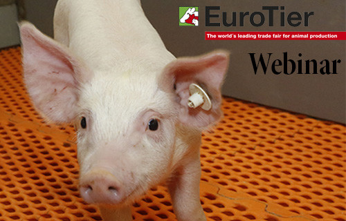 Healthy guts, healthy piglets  webinar by Pig Progress