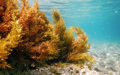 Seaweeds present structural complexity and a unique composition. Photo: Shutterstock