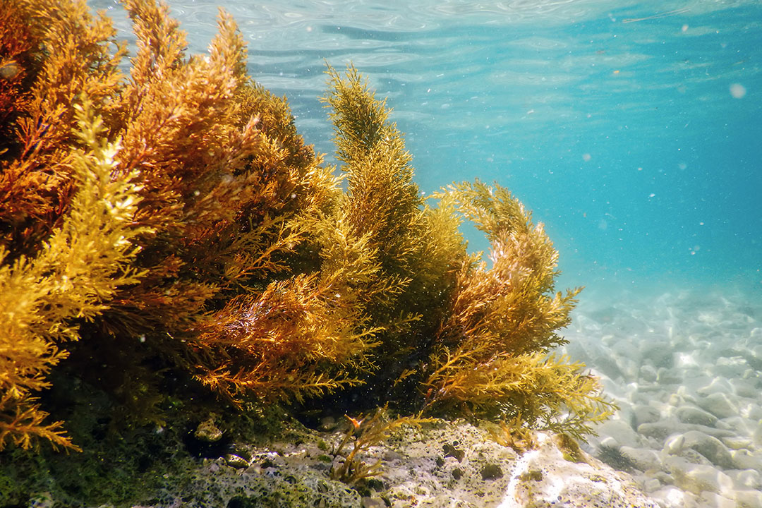 Seaweeds present structural complexity and a unique composition. Photo: Shutterstock