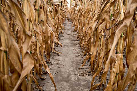 Half the US corn crop in poor to very poor condition