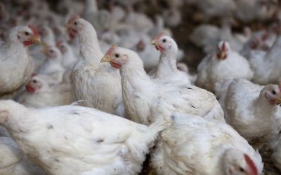 Evonik develops new probiotic for poultry