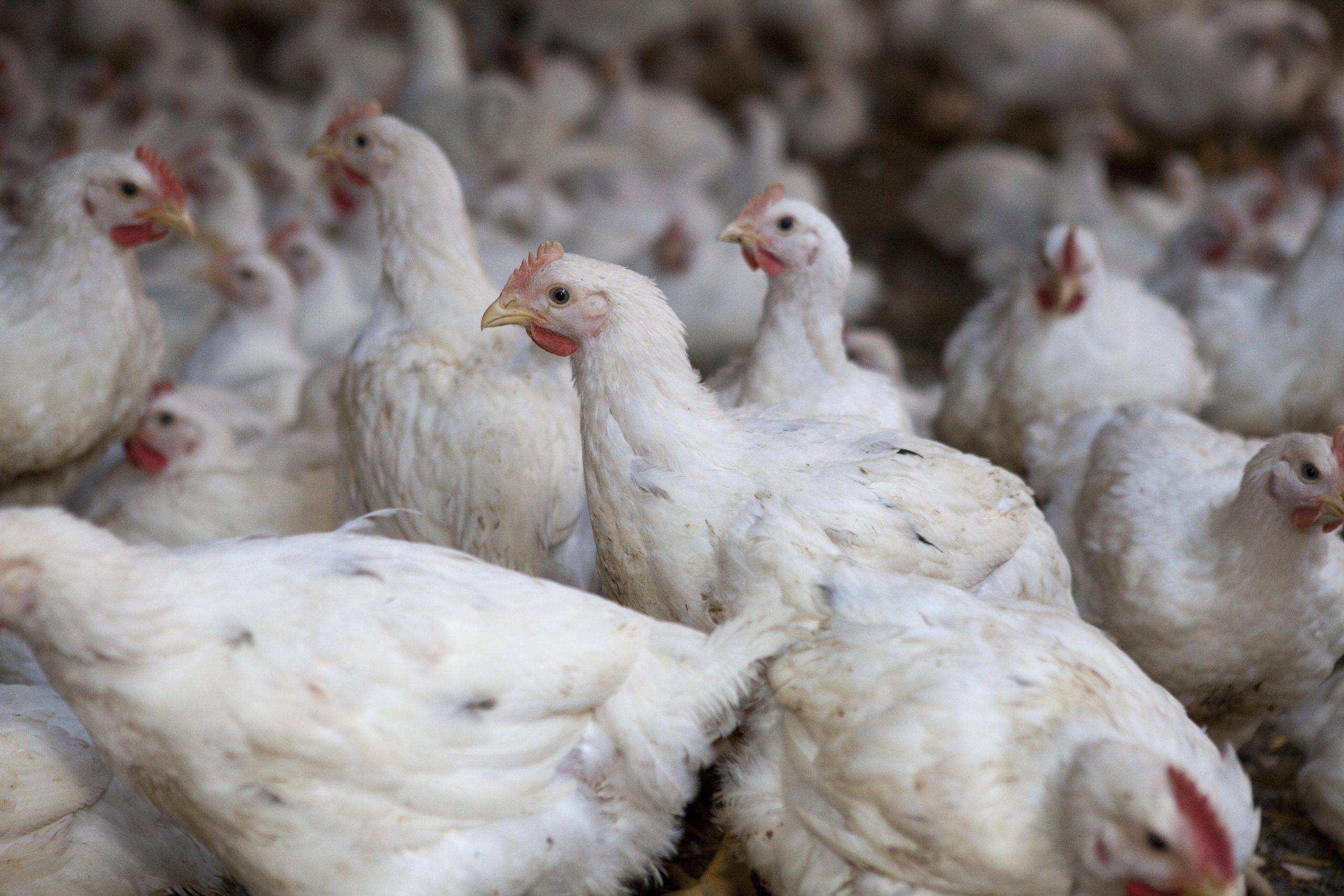 Evonik develops new probiotic for poultry