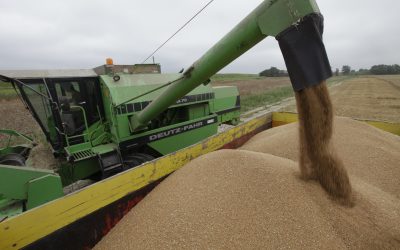 UK and Irish wheat tested for mycotoxins