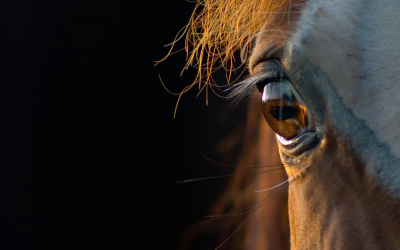 Whey protein can be used for horses