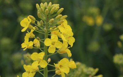 High-protein canola meal is fed to many livestock species. Photo: Misset