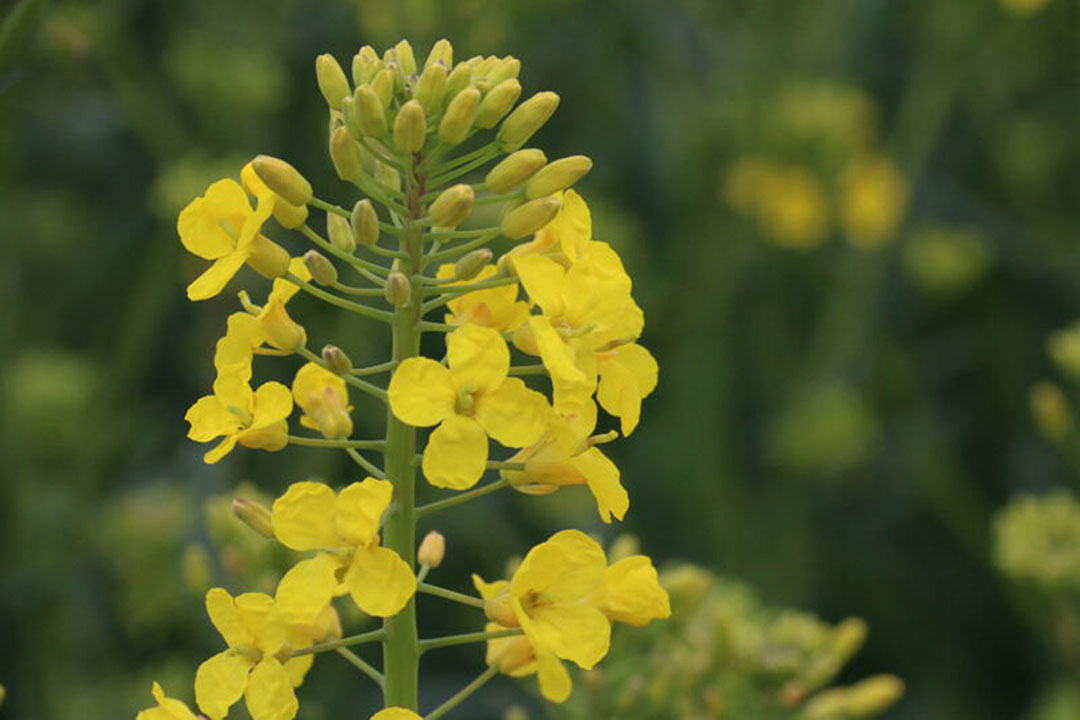 High-protein canola meal is fed to many livestock species. Photo: Misset