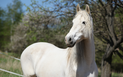 Insulin resistance in horses differs per breed