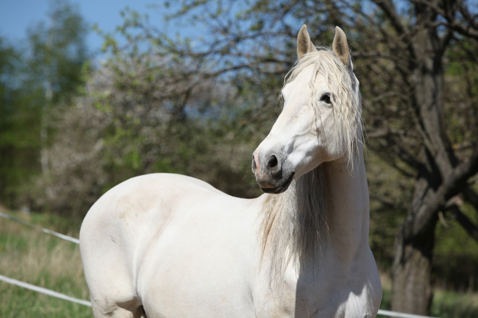 Insulin resistance in horses differs per breed