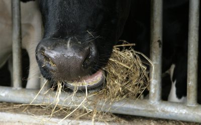 AFBI to delve in precision feeding for cows. Photo: Henk Riswick