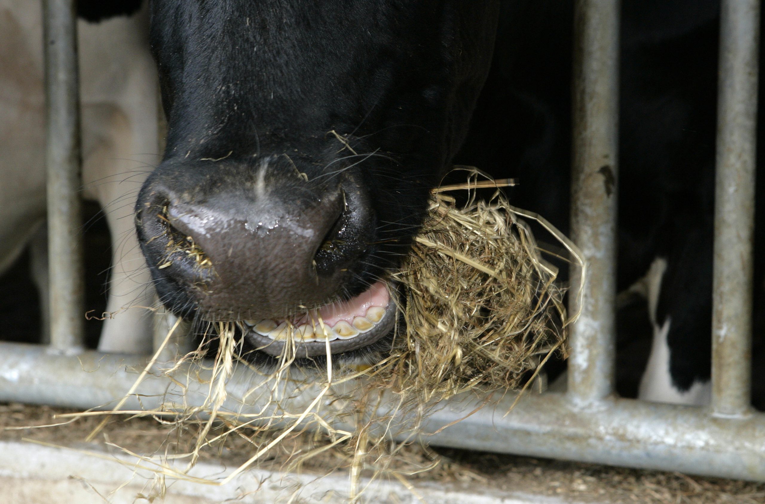 AFBI to delve in precision feeding for cows. Photo: Henk Riswick