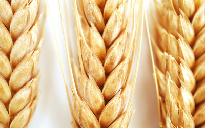 Aussie wheat growers part of G20 wheat project