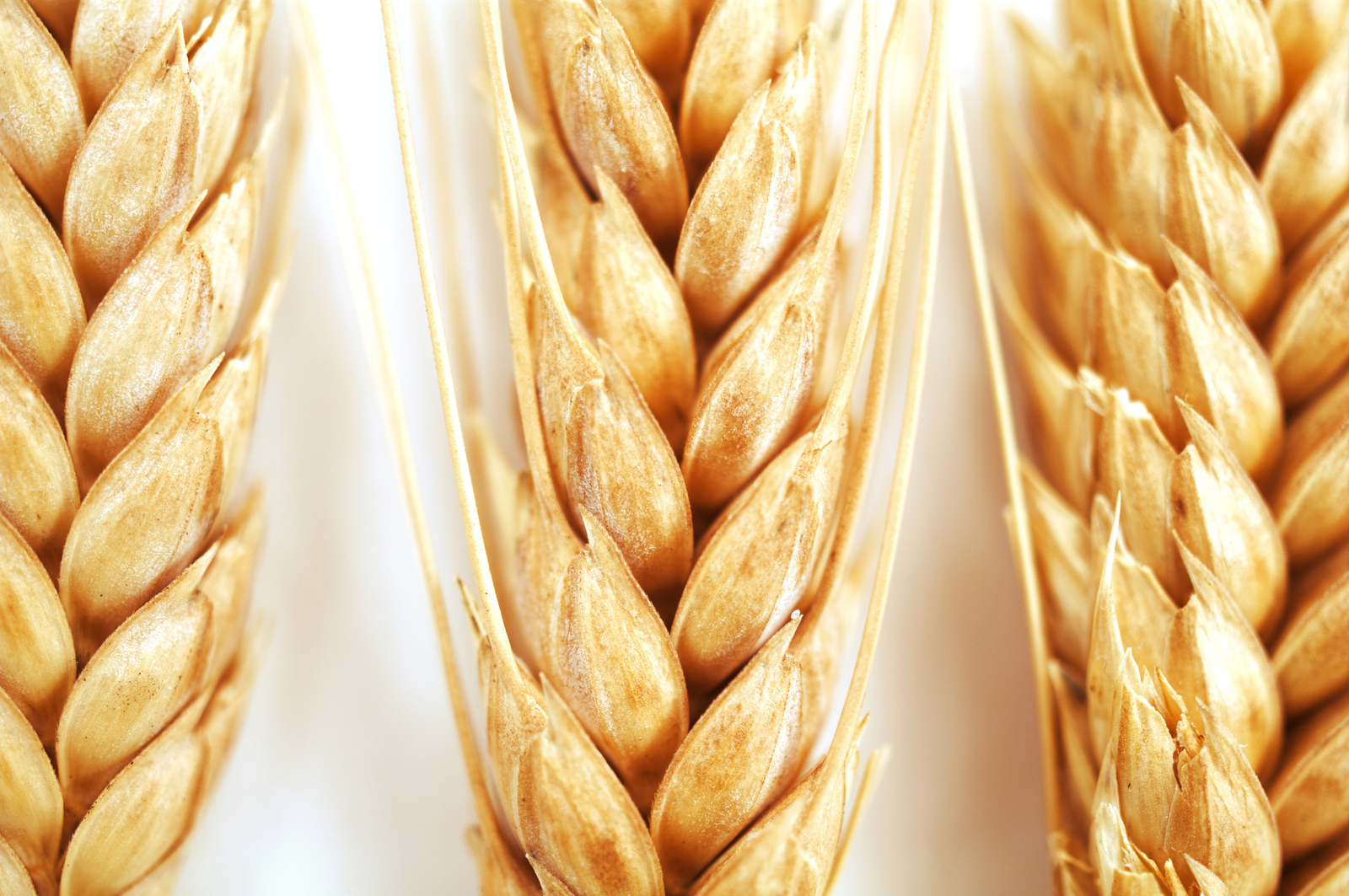 Aussie wheat growers part of G20 wheat project