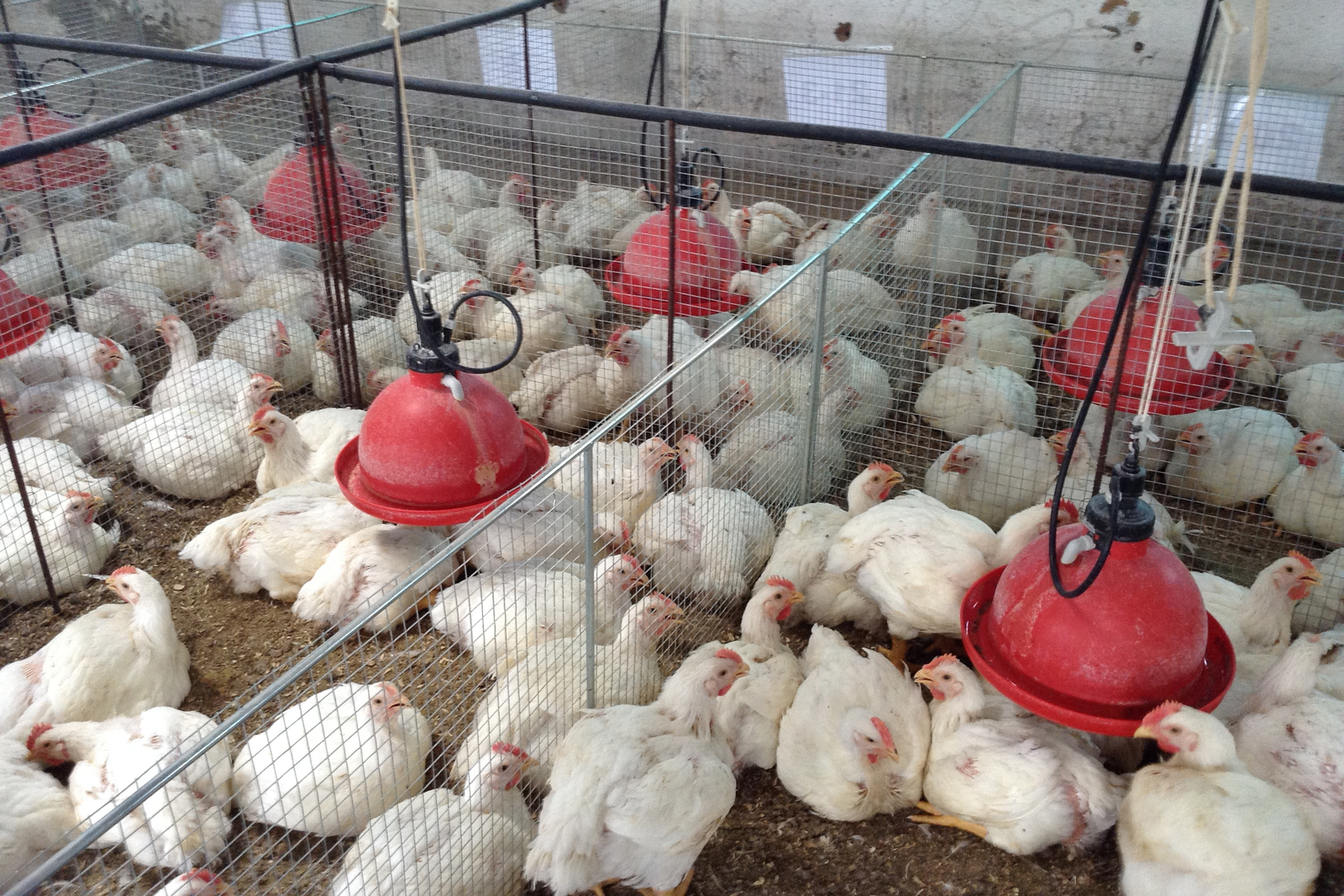 The trial in broilers was done in Spain.<br />[Photos: Pacta]