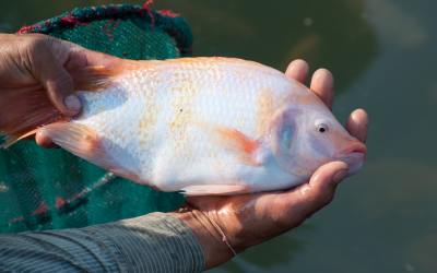 Different diets tested on Tilapia farming