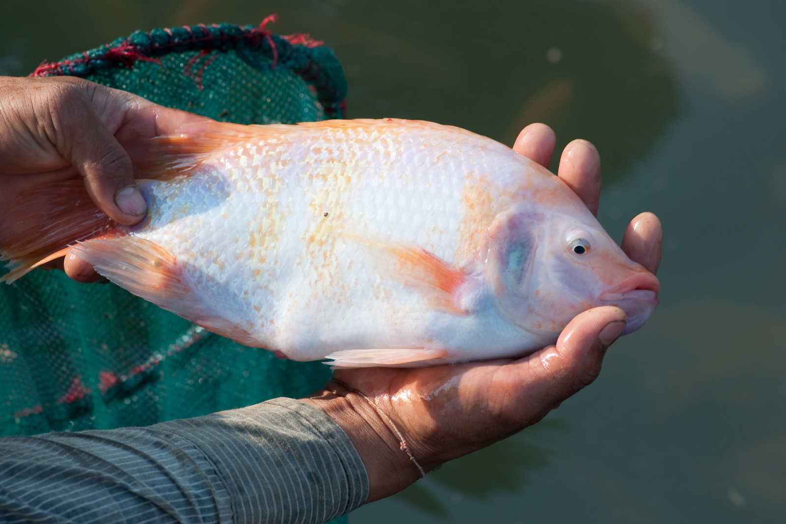 Different diets tested on Tilapia farming
