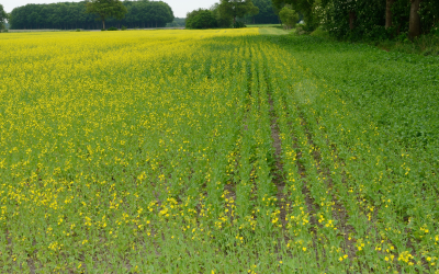 Oilseed rape suffering from turnip yellows virus