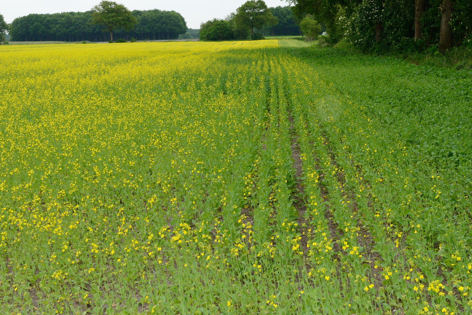 Oilseed rape suffering from turnip yellows virus