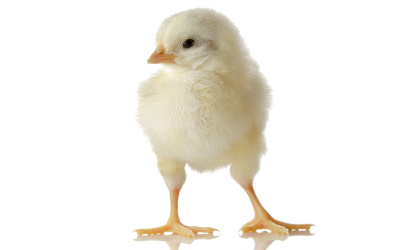 Yeast extract gives chicks a healthy start