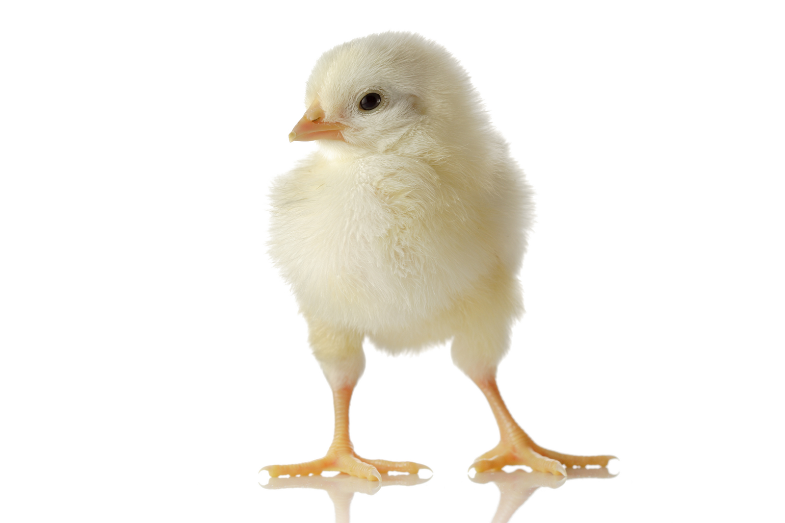Yeast extract gives chicks a healthy start