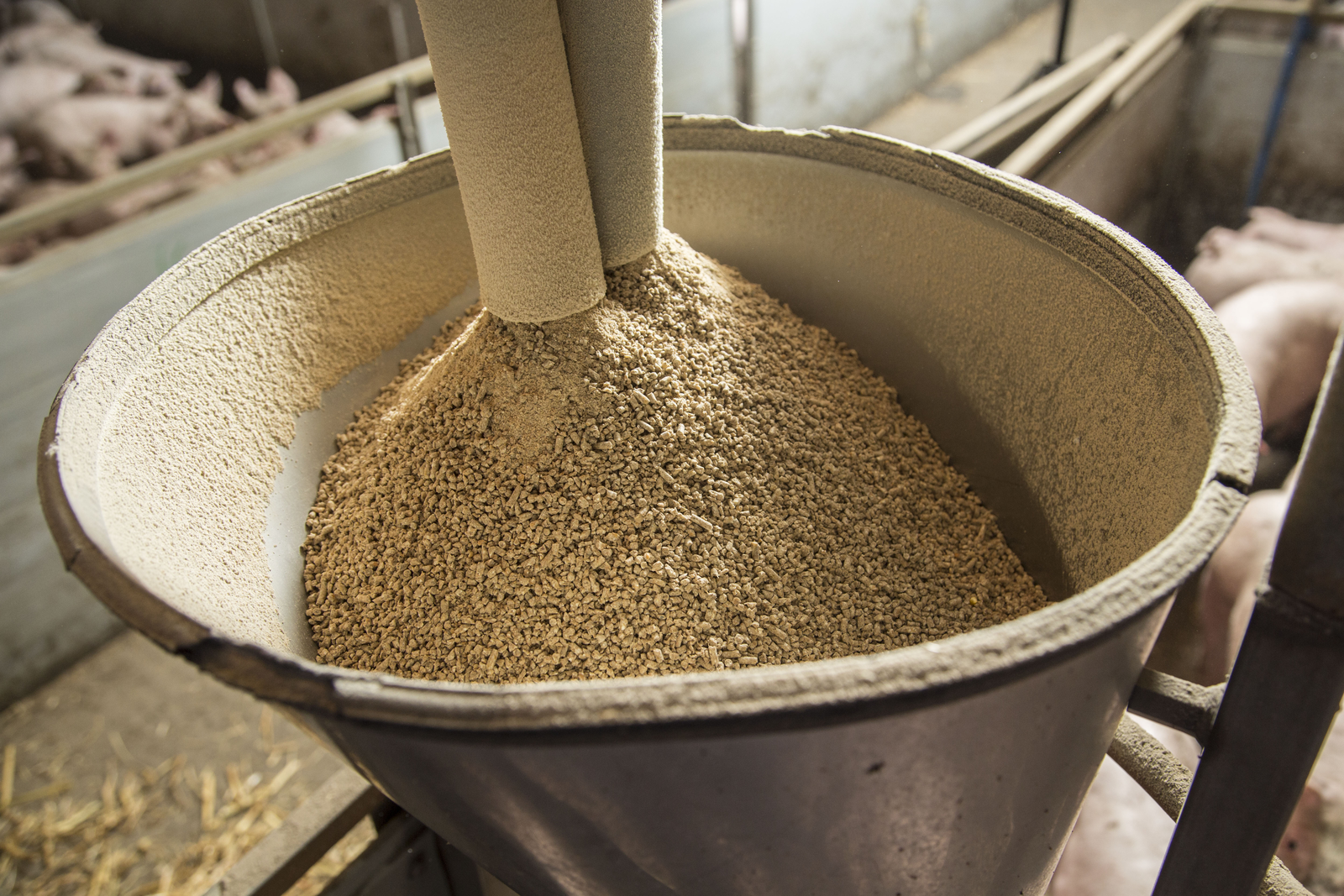 IFIF welcomes closer cooperation of feed sector