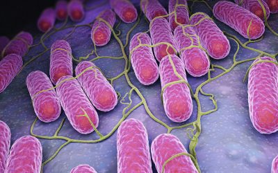 Culture of Salmonella bacteria. 3D illustration: iLexx