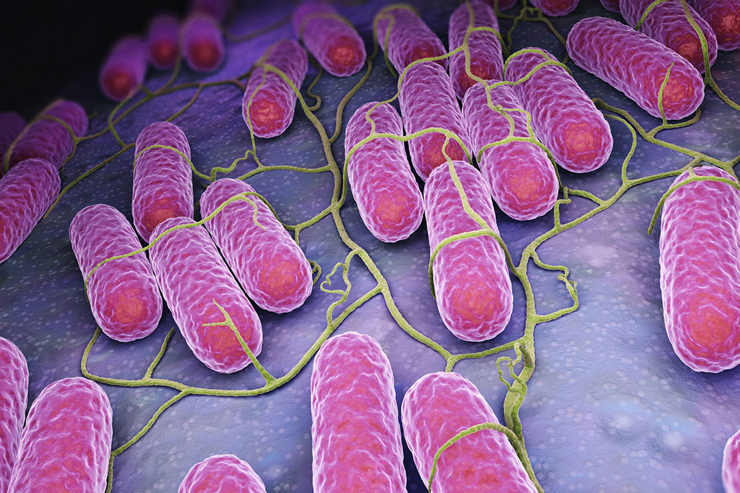 Culture of Salmonella bacteria. 3D illustration: iLexx