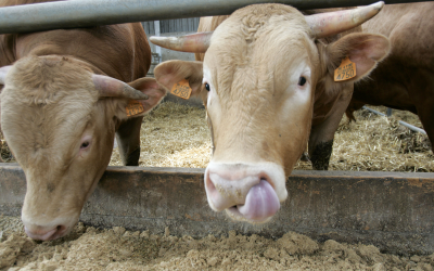 FDA: collect antimicrobial sales by species